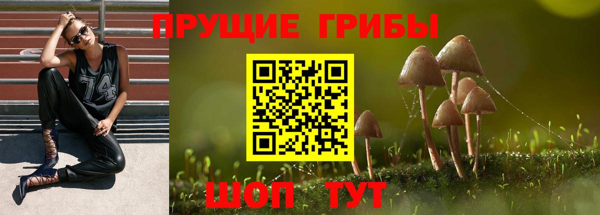 Псилоцибиновые грибы Cubensis Шатура